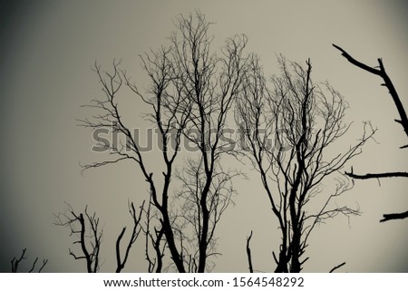Dried bare branches of tree black and white photo