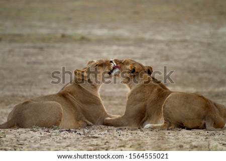 African lion (Panthera leo) - Fameles, Kgalagadi Transfrontier Park, Kalahari desert, South Africa.