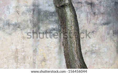 Grunge background old street wall and maple tree trunk