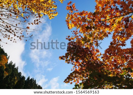 The reddish yellow leaves have a backdrop of bright skies.