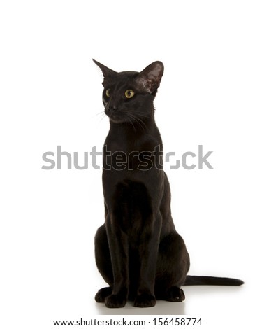 black oriental cat isolated over white background