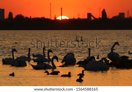 Swans on the Sasyk-Sivash lake during sunset in Yevpatoriya (Crimean peninsula).