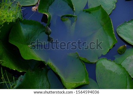 Lotus, blooming in the fish pool