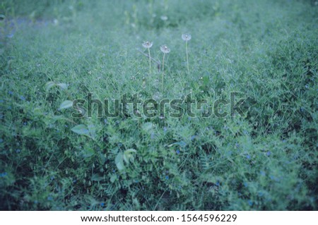 dandelion plant green pattern background nature