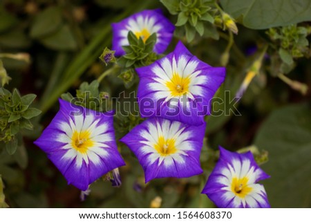 Morning Glory flowering plants in the family Convolvulaceae, flowers garden 