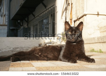 black cat resting in the sun