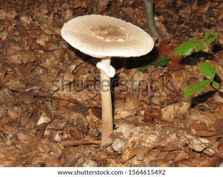Photo of an open parasol mushroom in autumn forest, taken with flashlight
