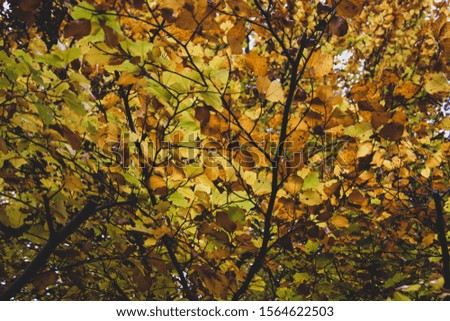 Autumn orange yellow tree in park