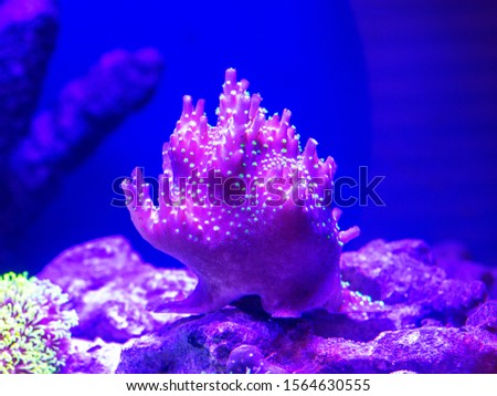 Ocean living coral under water