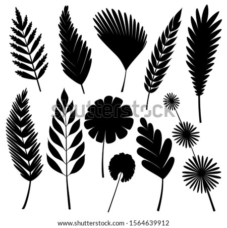 Tropical leaves collection. Vector isolated elements on the white background. Set of tropic branch