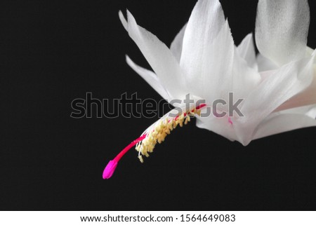 Schlumbergera or Christmas cactus or Thanksgiving cactus white on a black background, close-up, place for text.