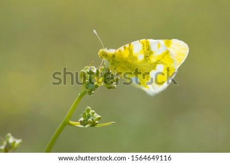 photo of butterfly on flowers