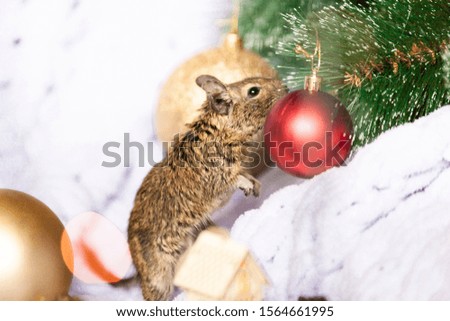 Symbol of 2020, the rat mouse sits near a Christmas tree branch among Christmas decorations