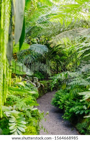 Green plants and  path in tropical rainforest. Rain forest background. Green palm leaves  in tropical forest, close up.