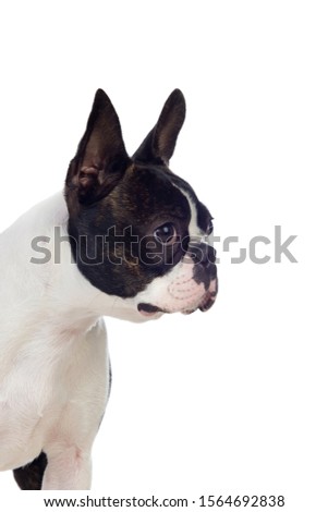 Portrait in Studio of a cute boston terrier isolated on a white background