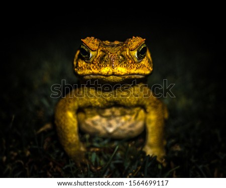 Angry Cane Toad staring into camera with colorful eyes and a fat belly, Macro , Kauai Hawaii, Rhinella marina 
