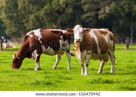 Cows on meadow.Grazing calves Royalty-Free Stock Photo #156470942