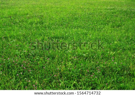 Green summer grass abstract background