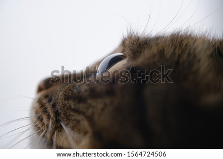 Extreme close-up of cat's eye. Eyes of a beautiful home cat macro. Selective focus.