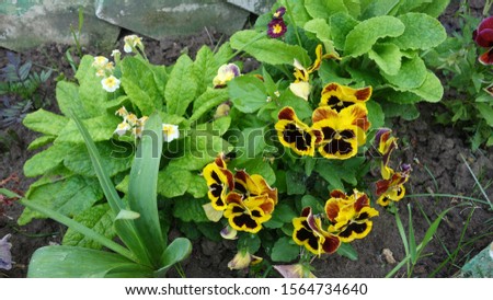 Blooming yellow pansies with a black middle