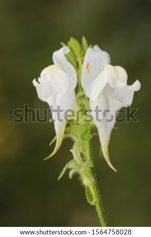 Linaria verticillata subsp lilacina Tibouchina Tiger pear Timothy Toadflax beautiful flower with dragon look and white color with purple veins natural light