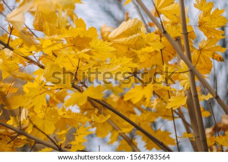 Golden maple leaves on tree in the autumn