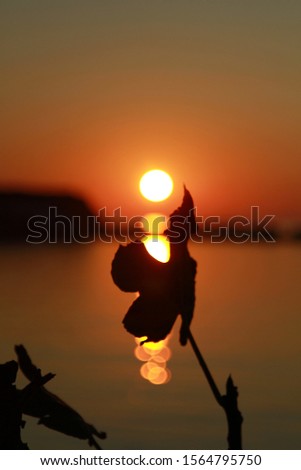 abstract coastal sunset shot... photo focusing upon a leaf appearing to catch the  reflection of the setting sun 