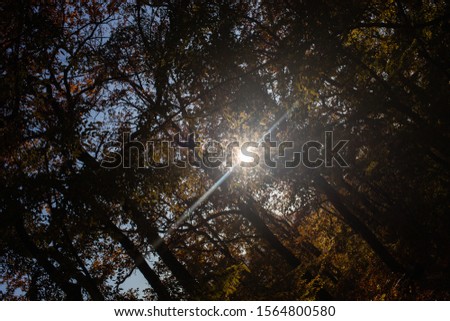 Sunset in the forest. Glare on tree trunks.