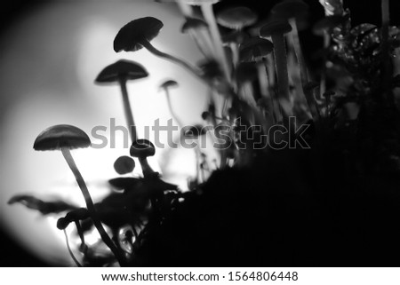 Contour image of hallucinogenic mushrooms. Silhouettes of psychedelic mushrooms. Black and white photography.