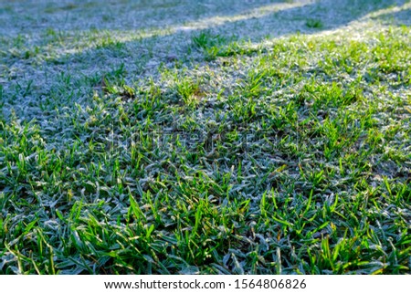 The first frosts on the green grass in the autumn morning.