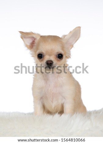 Chihuahua puppy dog portrait, Christmas puppy dog concept image.  Tiny dog with Christmas sledge
