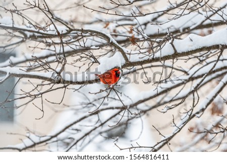 Male red northern cardinal, Cardinalis, bird distant perching on tree branch during winter snow in Virginia with blurry background of house exterior