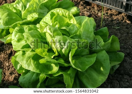 Full grown lettuce in a kitchen garden Royalty-Free Stock Photo #1564831042