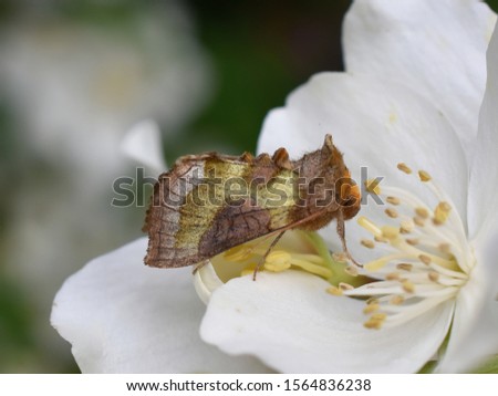 The Burnished Brass moth Diachrysia chrysitis sitting in a white flower Royalty-Free Stock Photo #1564836238