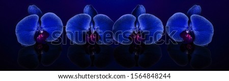 Panoramic view of two blue orchid flowers macro on navy blue background with reflection