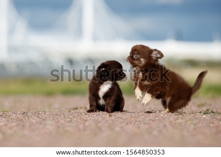 Two Chihuahua puppies play on the beach on a Sunny day