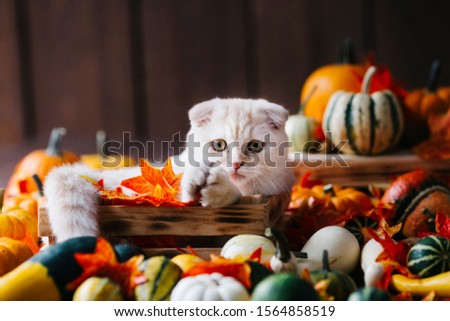 A Yellow baby British shorthair kitty with halloween pumpkins at brown autumn background (with selective focus)