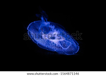 moon jellyfish floating in the water on black background