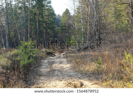 Pine forest. Early autumn. Forest paths. Walks in the open air. Sunny warm evening
