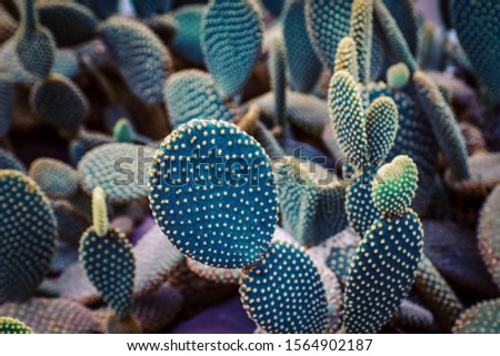 Cactus and succulent plants in pots. Ornamental plants in a minimalist style building.  Design concept for decorating a bedroom or living room wall.