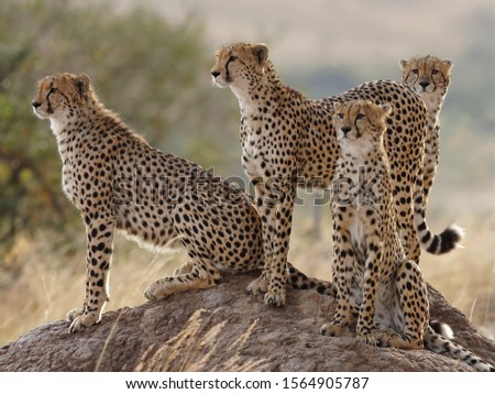 Four cheetahs sitting on a hill looking out for prey