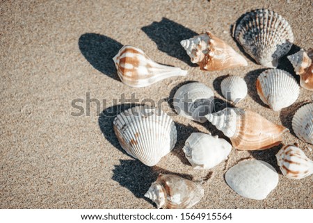 Sea shells on sand as background.