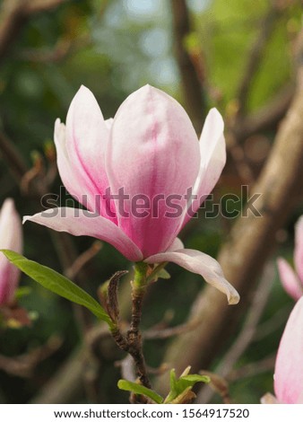 Magnolia in the spring time