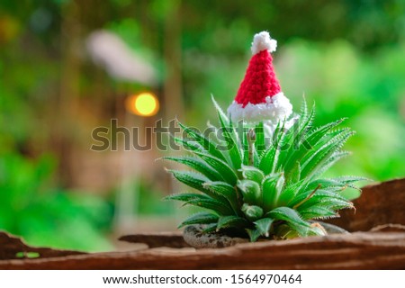 christmas tree cactus with santa hat send as a gift on Christmas eve, A tropical hot climate picture of Christmas and New year eve. 