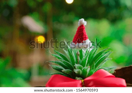 christmas tree cactus with santa hat send as a gift on Christmas eve, A tropical hot climate picture of Christmas and New year eve. 