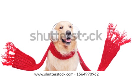 Wide picture of a golden retriever with a flying red scarf
