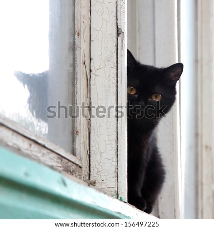 Black cat sitting on a windowsill