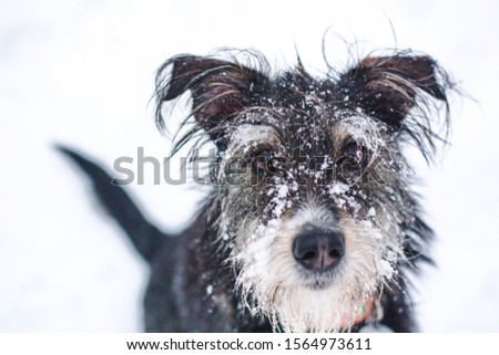 mix breed dog with snow on the face