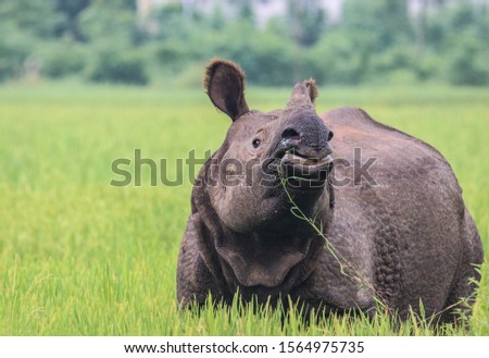 One horn Rhino. They are very endangered species. Royalty-Free Stock Photo #1564975735