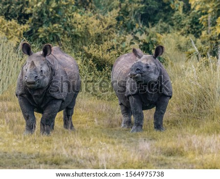 One horn Rhino. They are very endangered species. Royalty-Free Stock Photo #1564975738